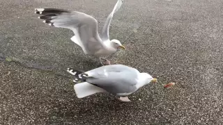 A Flock Of Seagulls performing Motherfucker by Faith No More