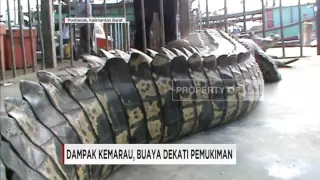 Kemunculan Seekor Buaya di Pemukiman Warga