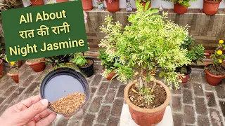 How to grow & care night queen jasmine plant, ऐसे खिलाते हैं नर्सरी वाले रात की रानी से ज्यादा फूल