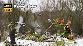 Birds: Day on feeder - 4K HDR - CATs tv