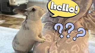 Call Your Rabbit's Name and Pretend You Can't See Them