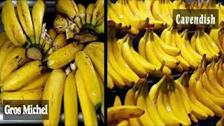 Bananas & Chocolate on course to extinction? Pt1