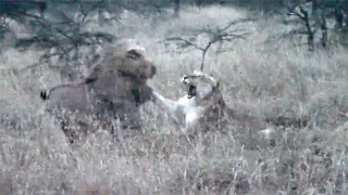 Mother lioness protecting her cubs from invading Males