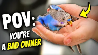 How to be a BAD Bird Owner