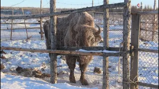 В Плейстоценовом парке планируют увеличить количество и разнообразие животных