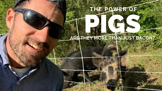 PIGS are a critical TOOL on our homestead | SAVE time and money Clearing land and building Gardens!