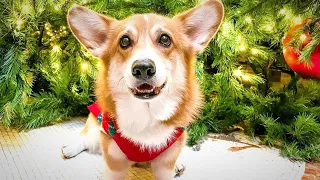 Corgi's Parents Catch Him Playing Fetch By Himself On Hidden Camera