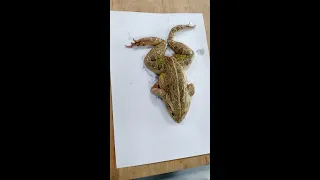 Frog dissection complete
