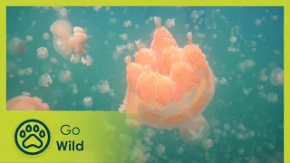 Marine Invertebrates - Animal Society 13/13 - Go Wild