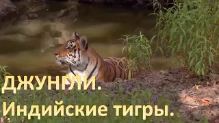 ДЖУНГЛИ.  ИНДИЙСКИЕ ТИГРЫ  ЗА 10 МИНУТ | HD |  BBC KSN Animal planet