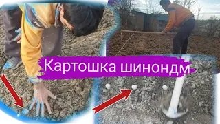 Читавр "картошка"-ро бояд шинонем? Каме деҳқони кардем.