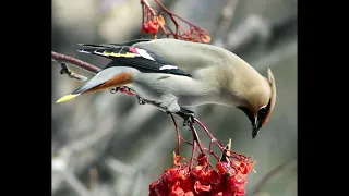 Waxwing