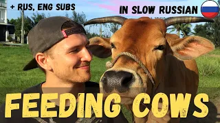 Learn Real Russian From the Village | Feeding Cows in Vietnam | Level B1 |  Slow Russian with Sergey