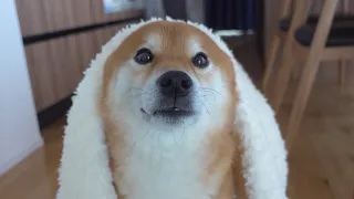 [Snowstorm] It was tough outside so I warmed up my Shiba Inu and it was so cute.