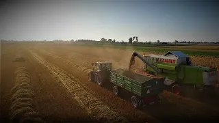 Sypanie w locie ㋡ Spokojne Żniwa 2021/Jęczmień ozimy ★ Claas&Case 🔥 Agrofarm