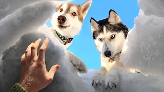 Huskies Rescued Me From Under a Snow Blockage! Funny Dogs