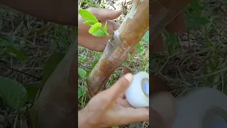 Guava budding method #satisfying #graftingtechnique