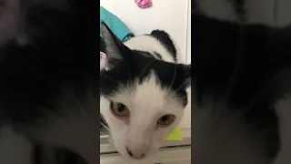 Cute Cat Montage