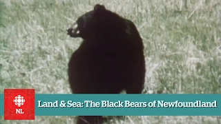 Land & Sea: The Black Bears of Newfoundland