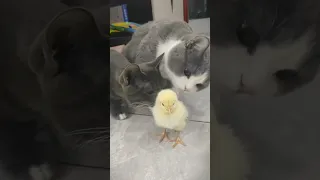 Cats love chickens 2023 #bctvus #like #tiktok #subscribe #shorts