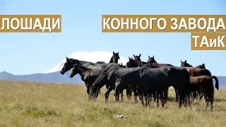 Хажисмель Амшоков о кабардинских лошадях конного завода ТАиК