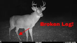 Will it survive? (trail cam footage)