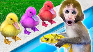 DoDo Baby Monkeys Organize a Swimming Competition | Who Won The Competition? | KIKI ANIMAL MONKEY