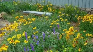 Gardening with Colorado Native Plants