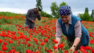 Harvesting Fresh Poppy Flowers for Homemade Spring Jam