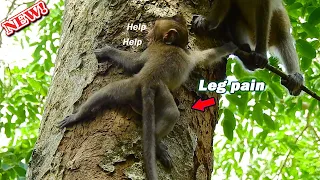 Deeply pity! Poor skinny baby Saki nearly fall down from high tree by no mom help, Saki cry ask help