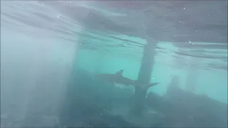 MALDIVES - ANGAGA - SHARKS AND BLOWING SMOKE