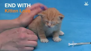 Kitten Minute - Syringe Feeding