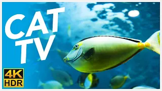 CAT TV 📺 - 20 Hours of Underwater Fish Videos for Cats! (FISH TV 4K)