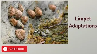 Limpet Adaptations