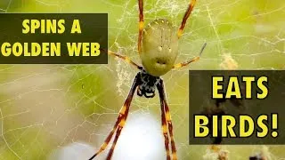 The Spider who Weaves Golden Silk & Eats Birds