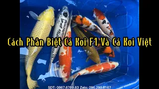 Cách Phân Biệt Cá Koi F1 Và Cá Koi Việt Cho Người Mới Chơi