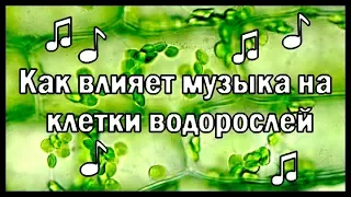 Проверка опыта с музыкой и водорослями (СССР)