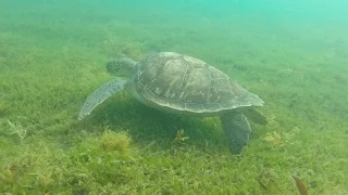 Guadeloupe | Nager avec les tortues