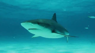 Акулы. Интересные факты для детей