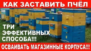 Как заставить пчёл осваивать магазинные корпуса! | Три эффективных способа!