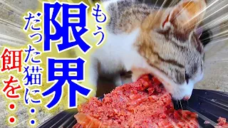 腹ペコ限界だった野良猫に餌を与えてあげた。すると...