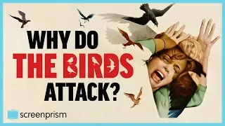 The Birds: Why Do the Birds Attack?