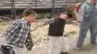 Wildpfaff Dairy dance off