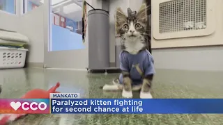 Paralyzed kitten gets second chance at life