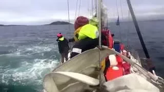 Whale watching на яхте Пётр I