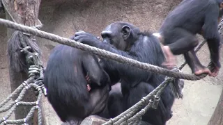 Kidnapping (chimp) - part 2