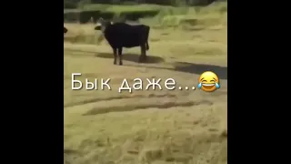 это што было на быка смотри он аш в а#уях,хахах