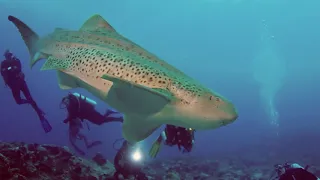 9 Sharks in the Maldives - Diving Liveaboard Kooddoo Fuvahmulah Addu