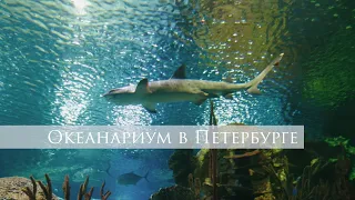 Океанариум в Санкт-Петербурге