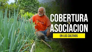 COBERTURA Y ASOCIACION DE CULTIVOS | Jairo Restrepo Rivera